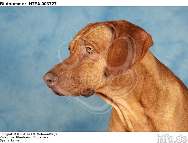 Rhodesian Ridgeback / HTFA-006727