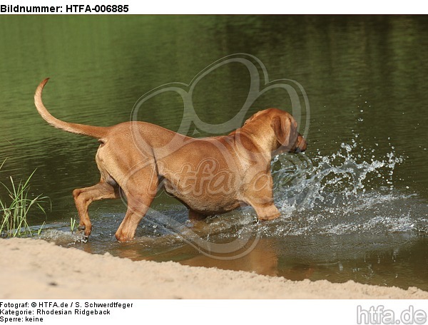 Rhodesian Ridgeback / HTFA-006885