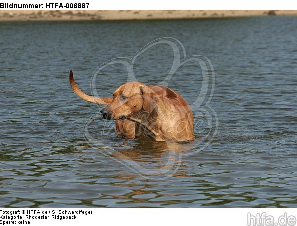 Rhodesian Ridgeback / HTFA-006887