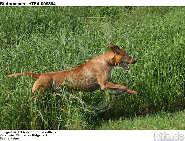 Rhodesian Ridgeback / HTFA-006894