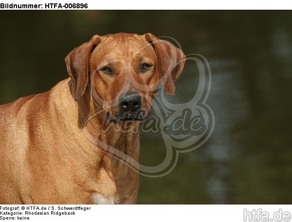 Rhodesian Ridgeback / HTFA-006896