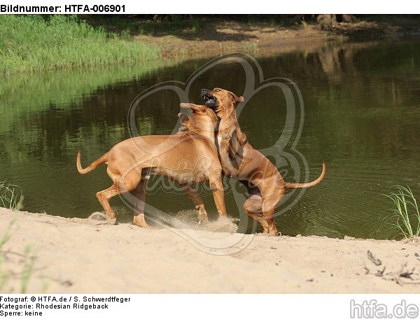 Rhodesian Ridgebacks / HTFA-006901