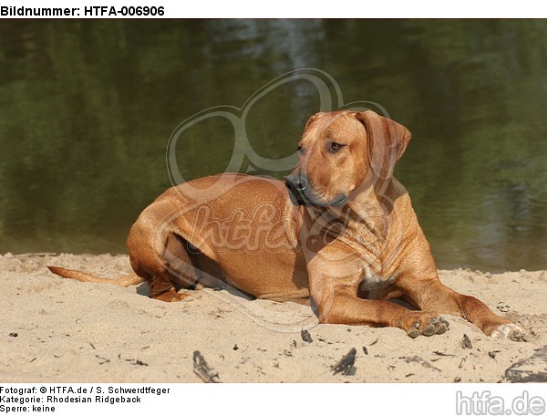 Rhodesian Ridgeback / HTFA-006906