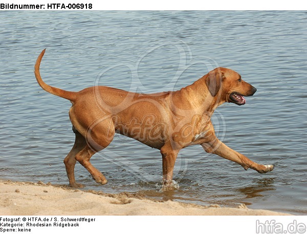 Rhodesian Ridgeback / HTFA-006918