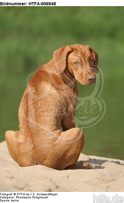 Rhodesian Ridgeback / HTFA-006948