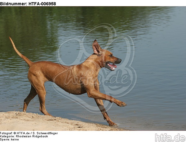 Rhodesian Ridgeback / HTFA-006958