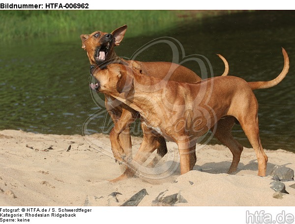 Rhodesian Ridgebacks / HTFA-006962