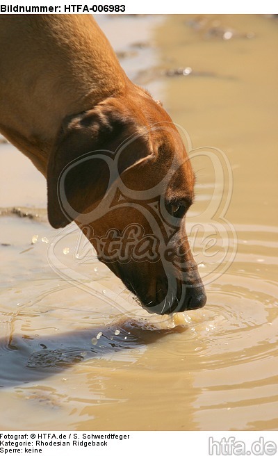 Rhodesian Ridgeback / HTFA-006983