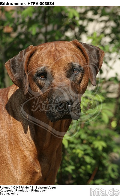 Rhodesian Ridgeback / HTFA-006984