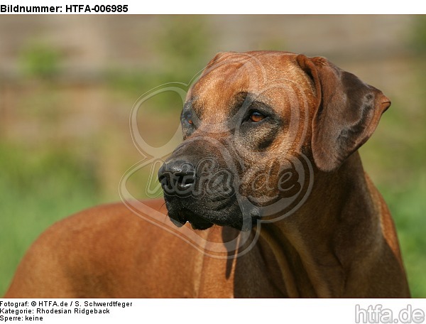 Rhodesian Ridgeback / HTFA-006985