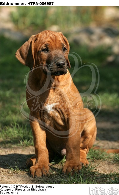 Rhodesian Ridgeback Welpe / rhodesian ridgeback puppy / HTFA-006987