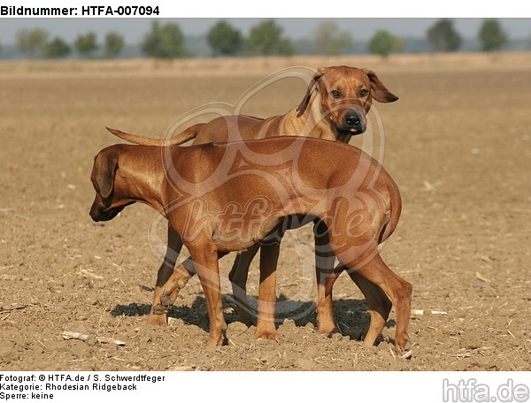 Rhodesian Ridgebacks / HTFA-007094