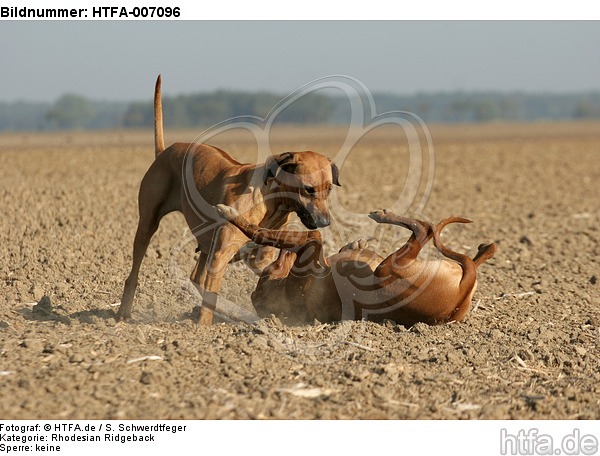 Rhodesian Ridgebacks / HTFA-007096