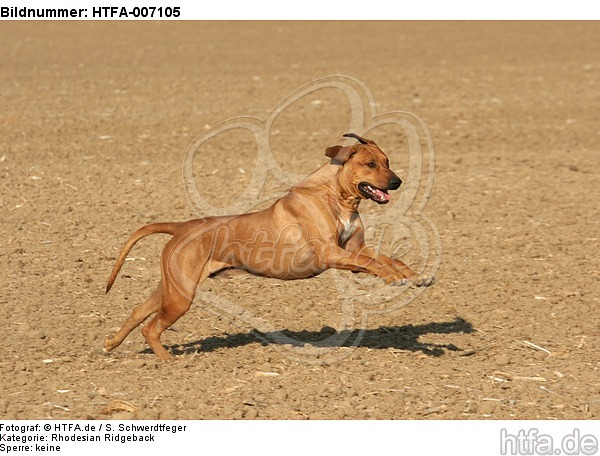 Rhodesian Ridgeback / HTFA-007105