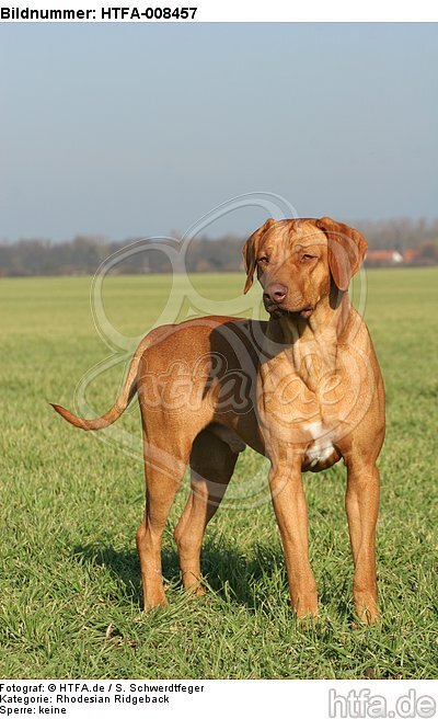 stehender Rhodesian Ridgeback / standing Rhodesian Ridgeback / HTFA-008457