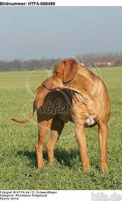 stehender Rhodesian Ridgeback / standing Rhodesian Ridgeback / HTFA-008459