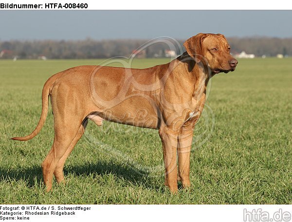 stehender Rhodesian Ridgeback / standing Rhodesian Ridgeback / HTFA-008460