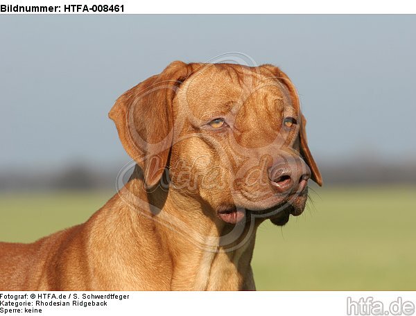 Rhodesian Ridgeback Portrait / HTFA-008461