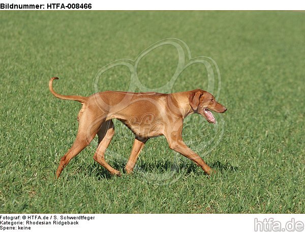 laufender Rhodesian Ridgeback / walking Rhodesian Ridgeback / HTFA-008466