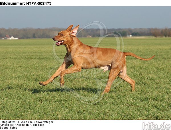 rennender Rhodesian Ridgeback / running Rhodesian Ridgeback / HTFA-008473