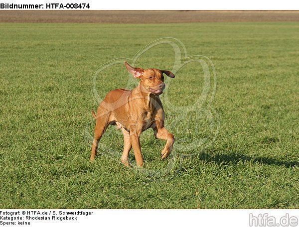 rennender Rhodesian Ridgeback / running Rhodesian Ridgeback / HTFA-008474