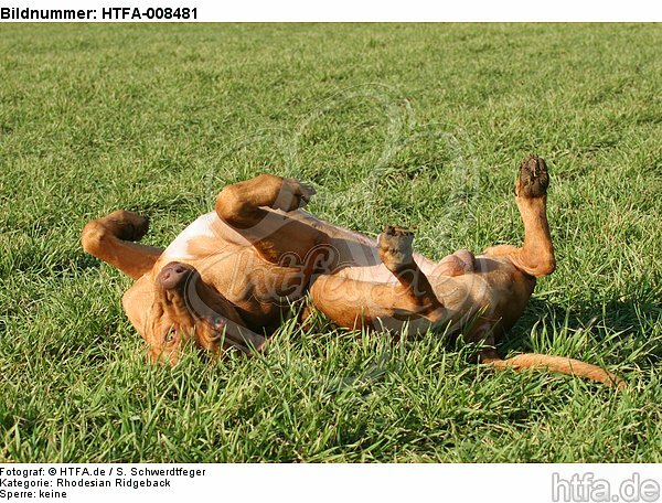 Rhodesian Ridgeback wälzt sich / rolling Rhodesian Ridgeback / HTFA-008481