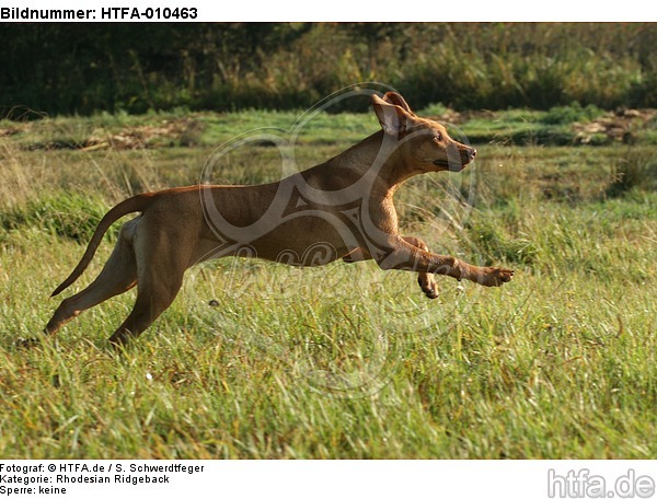 rennender Rhodesian Ridgeback / running Rhodesian Ridgeback / HTFA-010463