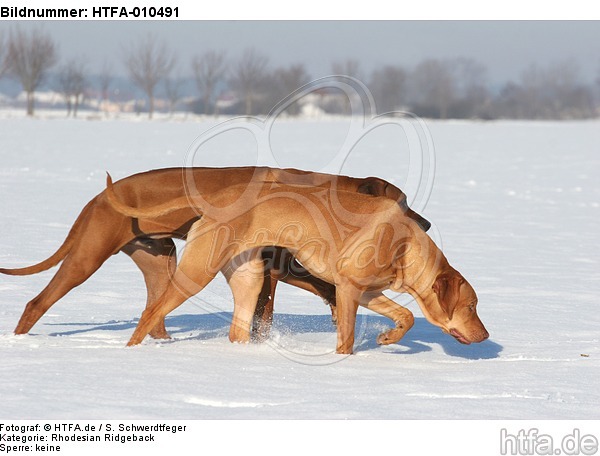 rennende Rhodesian Ridgebacks / running Rhodesian Ridgebacks / HTFA-010491