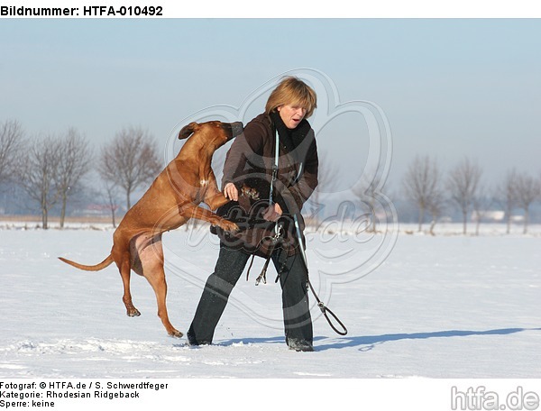 Rhodesian Ridgeback springt Frau an / Rhodesian Ridgeback jumps at woman / HTFA-010492