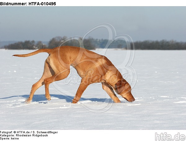 schnuppernder Rhodesian Ridgeback / snuffing Rhodesian Ridgeback / HTFA-010495