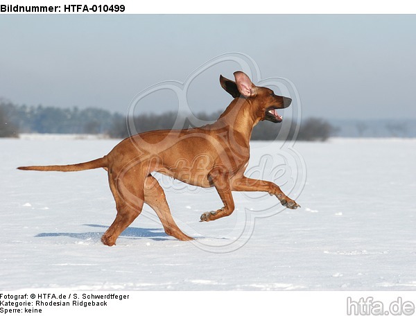 rennender Rhodesian Ridgeback / running Rhodesian Ridgeback / HTFA-010499