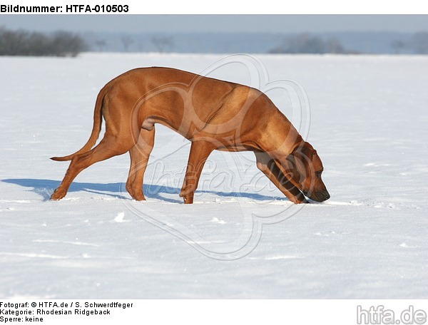 schnuppernder Rhodesian Ridgeback / snuffing Rhodesian Ridgeback / HTFA-010503