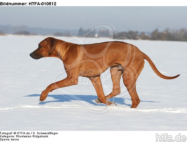 rennender Rhodesian Ridgeback / running Rhodesian Ridgeback / HTFA-010512