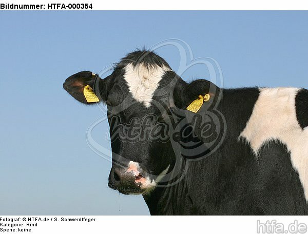 Rind Portrait / cattle portrait / HTFA-000354