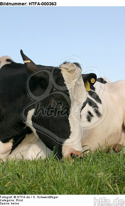 fressendes Rind / eating cattle / HTFA-000363