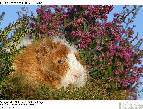 Rosettenmeerschwein / guninea pig / HTFA-008391