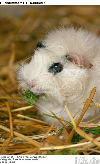 fressendes Rosettenmeerschwein / eating guninea pig / HTFA-008397