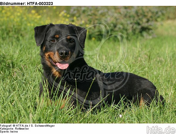 Rottweiler / HTFA-003323