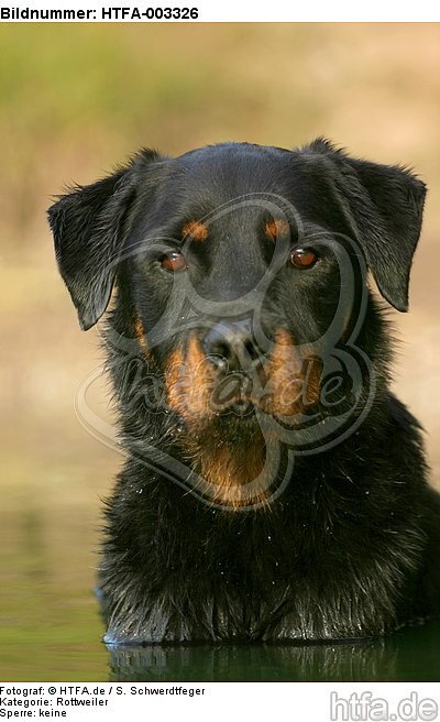 Rottweiler / HTFA-003326