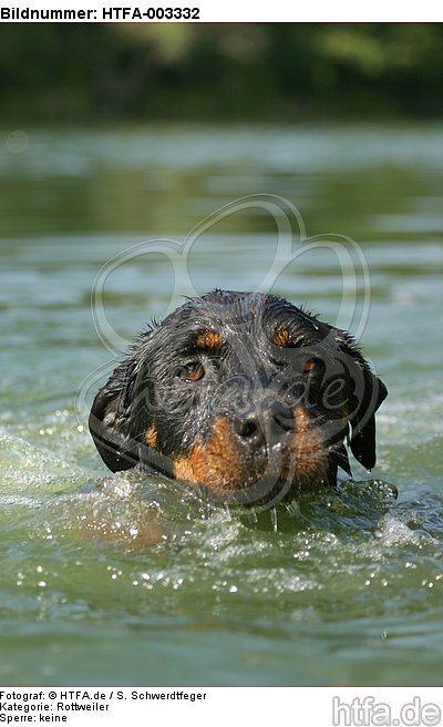 Rottweiler / HTFA-003332