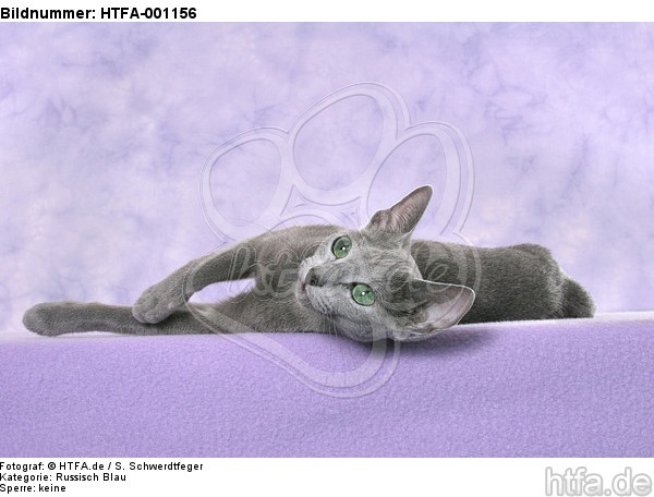 liegende Russisch Blau / lying russian blue / HTFA-001156