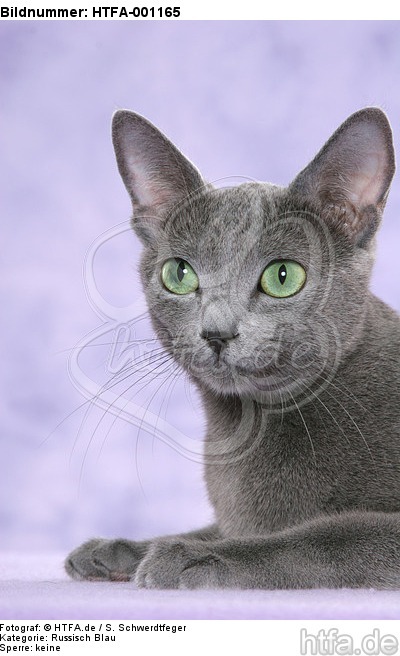 liegende Russisch Blau / lying russian blue / HTFA-001165