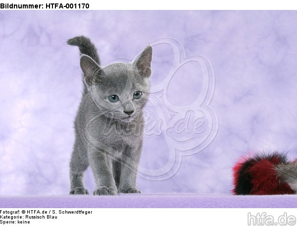 stehendes Russisch Blau Kätzchen / standing russian blue kitten / HTFA-001170