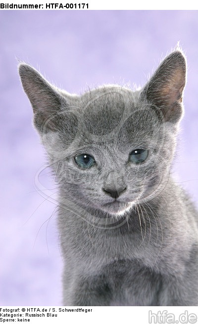 Russisch Blau Kätzchen Portrait / russian blue kitten portrait / HTFA-001171