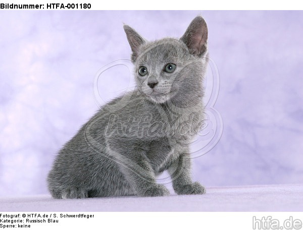 sitzendes Russisch Blau Kätzchen / sitting russian blue kitten / HTFA-001180