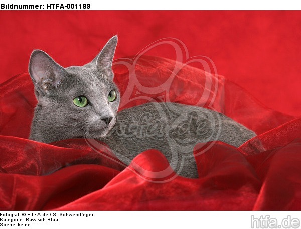 liegende Russisch Blau / lying russian blue / HTFA-001189