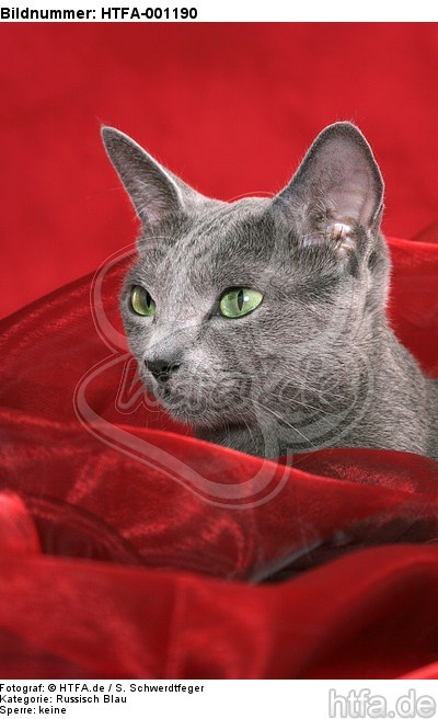 Russisch Blau Portrait / russian blue portrait / HTFA-001190