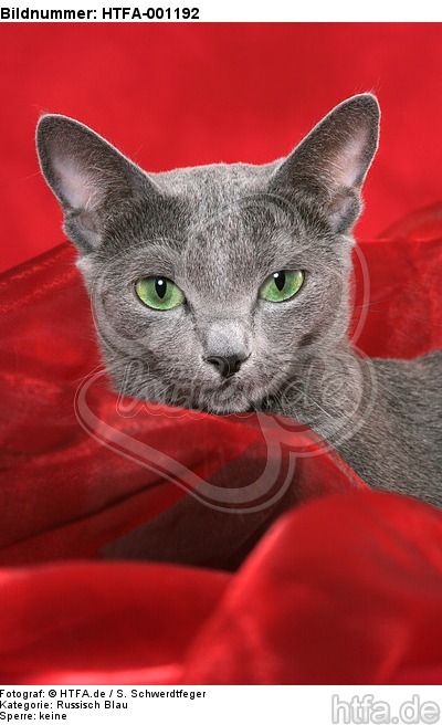 Russisch Blau Portrait / russian blue portrait / HTFA-001192