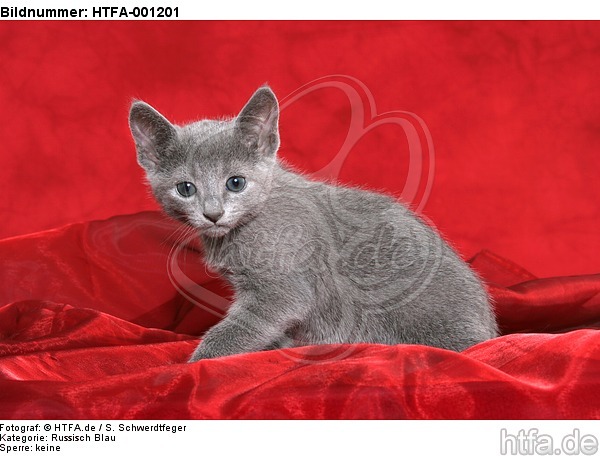 Russisch Blau Kätzchen / russian blue kitten / HTFA-001201