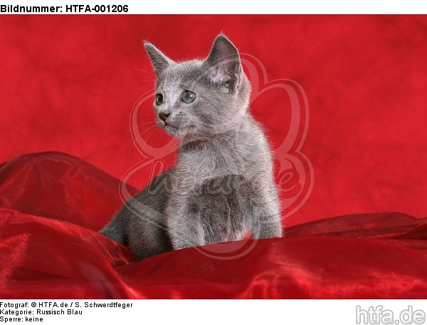 Russisch Blau Kätzchen / russian blue kitten / HTFA-001206